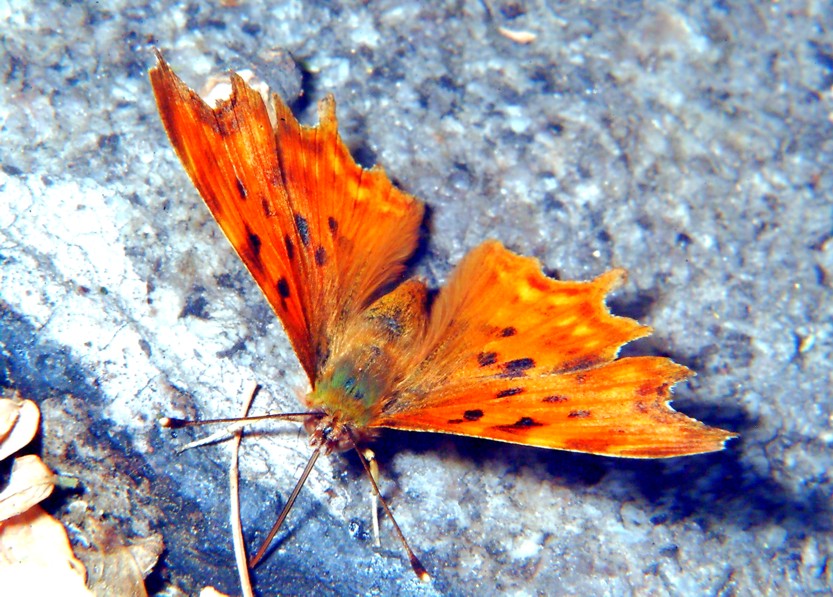 Polygonia egea